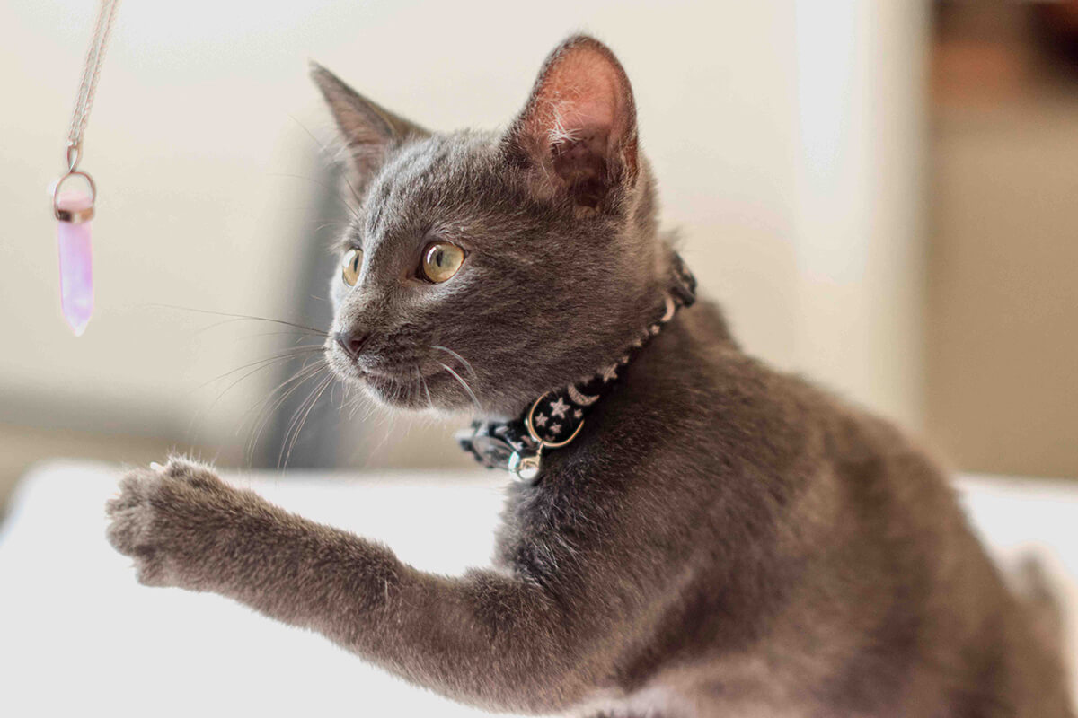 猫にまつわるヒーリング効果とは！？プレゼントキャンペーンも実施中♪