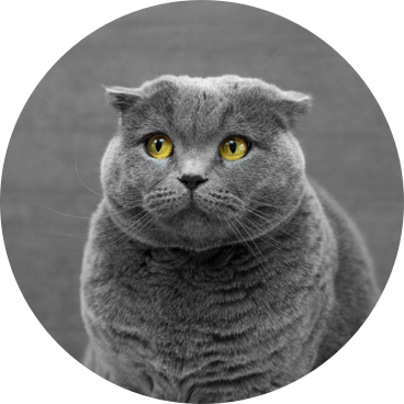 アメリカンショートヘアー