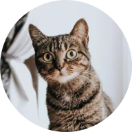 メインクイーン