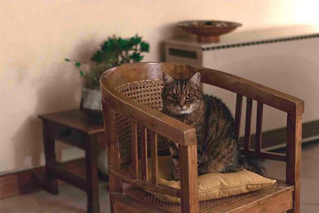 エキゾチックショートヘア