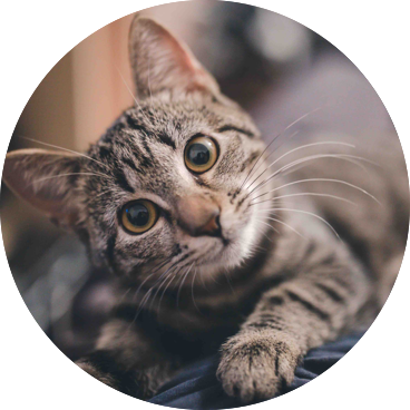 シャルトリュー