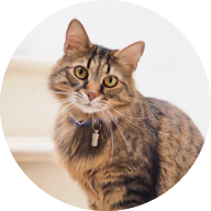 ロシアンブルー