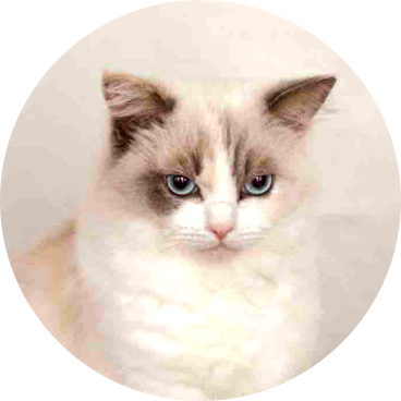 ノルウェージャンフォレストキャット