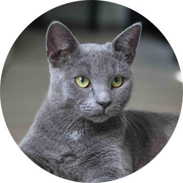 スコティッシュフィールド