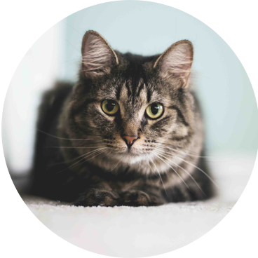 ブリティッシュショートヘア